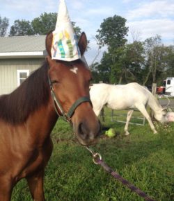 Photo Challenge: 16 Horse Birthday Celebrations