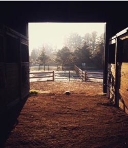 Photo Challenge: Views From the Barn Aisle