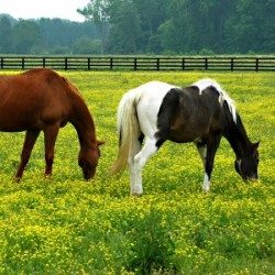 Kentucky Performance Products: Buttercup Toxicity