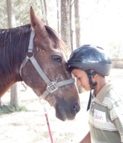 Standing Ovation by Ovation Riding