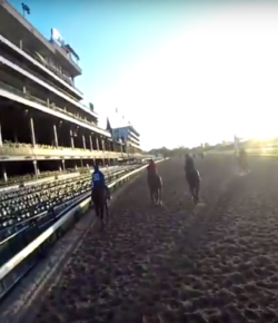 World Equestrian Brands HC: Churchill Dawn