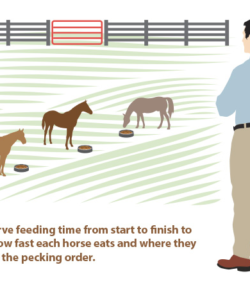 Kentucky Performance Products: Feeding Horses in Herds