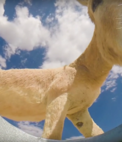 World Equestrian Brands Bucket Cam (Yes, You Read That Right)