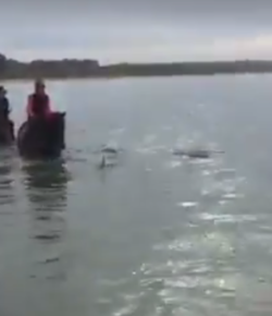 World Equestrian Brands HC: Dolphins & Horses