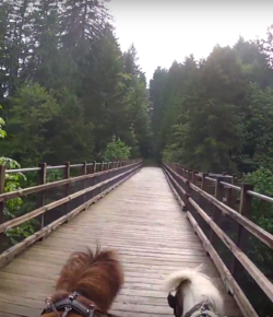World Equestrian Brands Helmet Cam: Mini Driving on the Trans-Canada Trail