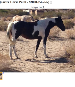 Best of Craigslist, Volume 51