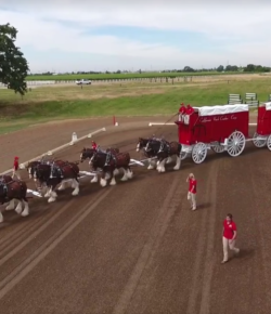 World Equestrian Brands Drone Cam: Cal Crush Clydesdales & Restored Mining Wagons