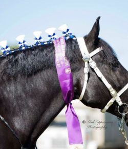 Photo Challenge: 25 Fabulous Mane Jobs