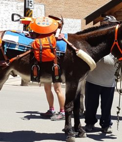 Your Turn: The Inaugural Creede Pack Burro Race