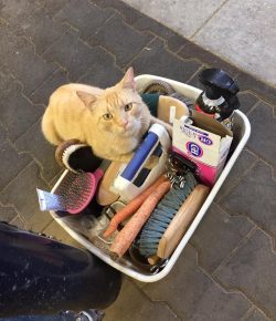 Photo Challenge: 9 ‘Helpful’ Barn Cats