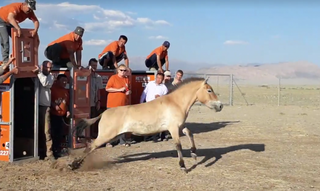 Video Przewalski’s Horses Return to the Wild HORSE NATION