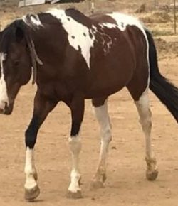 Standing Ovation by Ovation Riding