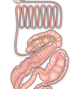 Kentucky Performance Products: Havoc in the Hindgut