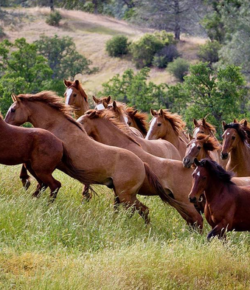 Standing Ovation by Ovation Riding