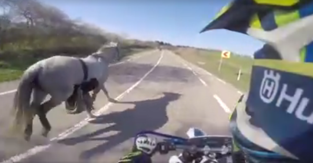 Video Horse Wrangling From Motorbike HORSE NATION