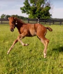 World Equestrian Brands Horse Cam