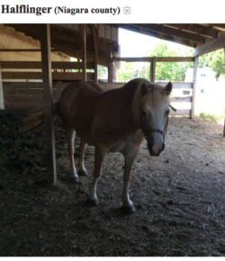 Best of Craigslist, Volume 52