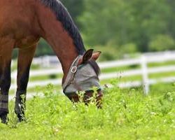 Kentucky Performance Products: Sweet Itch