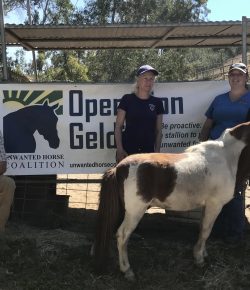 Standing Ovation by Ovation Riding