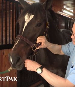 SmartPak Monday Morning Feed: The Equine Neurological Exam