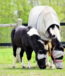 Photo Challenge: No Flies on These 13 Horses