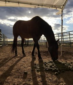 Standing Ovation by Ovation Riding