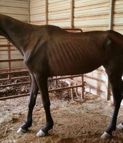 Standing Ovation by Ovation Riding: Voice For Horses Rescue Network