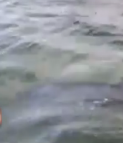 World Equestrian Brands HC: Yes, More Dolphins