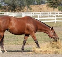 Kentucky Performance Products: Chew On This