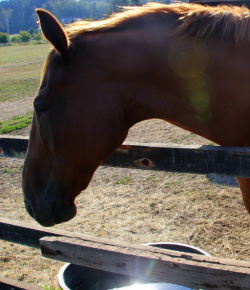 Kentucky Performance Products: How to Check For Dehydration