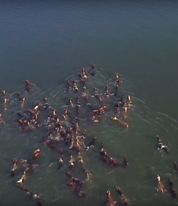 World Equestrian Brands Drone Cam: 2017 Chincoteague Pony Swim