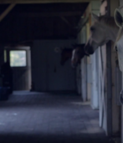 Standing Ovation by Ovation Riding: Akindale Thoroughbred Rescue