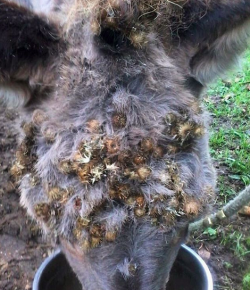 Photo Challenge: 3 Horses Having Terrible Hair Days