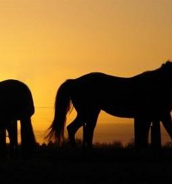 KY Performance Products: Summer Supp. Storage