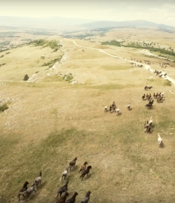 World Equestrian Brands Drone Cam: Wild Horses of Livno, Bosnia