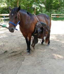 Photo Challenge: 8 #EquestrianProblems