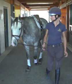 Standing Ovation by Ovation Riding