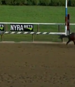 SpectraVET Performance of the Week: The Travers