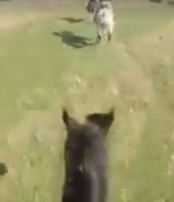 World Equestrian Brands Helmet Cam: Team Chase