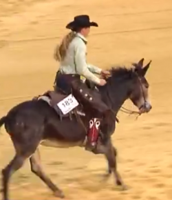 SpectraVET Performance of the Week