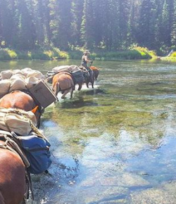 Photo Challenge: Working Horses