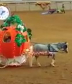 SpectraVET Performance: Epic Mini Costume Class