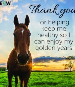 SmartPak Monday Morning Feed: Happy National Equine Veterinarian Week!