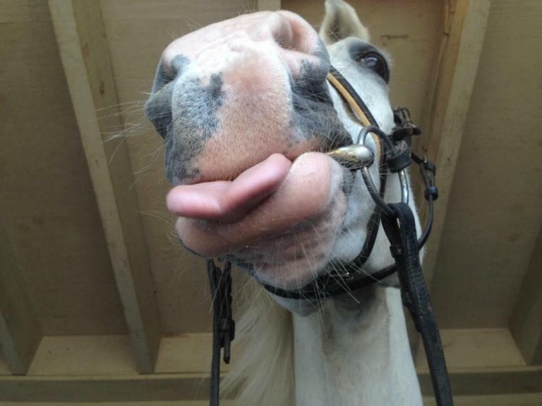 Photo Challenge 8 TongueOut Horses (Best of Show) HORSE NATION