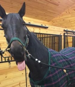 Photo Challenge: 52 Tongue-Out Horses (Runners Up)