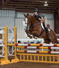 Your Turn: In Praise of the Thoroughbred