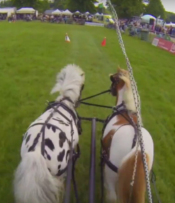 World Equestrian Brands HelmetCam: Scurry Race