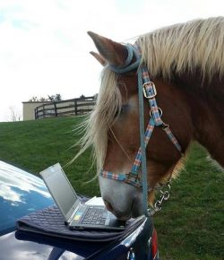 Photo Challenge: Horse Duties Not In the Job Description