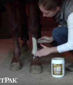 SmartPak Monday Morning Feed: Ask the Vet, October Edition