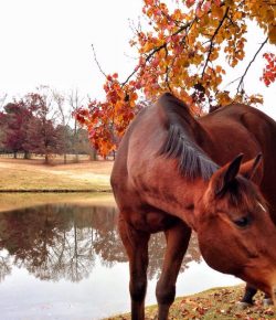 Photo Challenge: 35 Gorgeous Autumn Scenes From Around Horse Nation